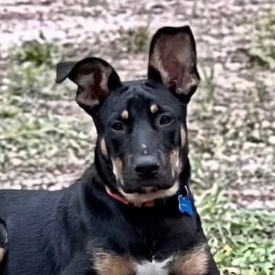 Zeus - Shepherd