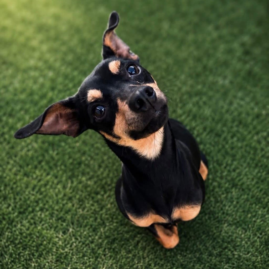 Celeste - Terrier