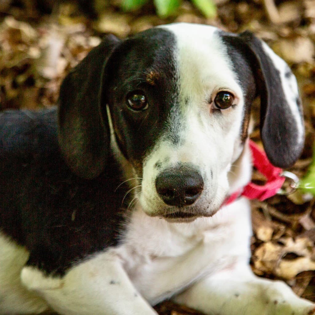Brogan - Dachshund