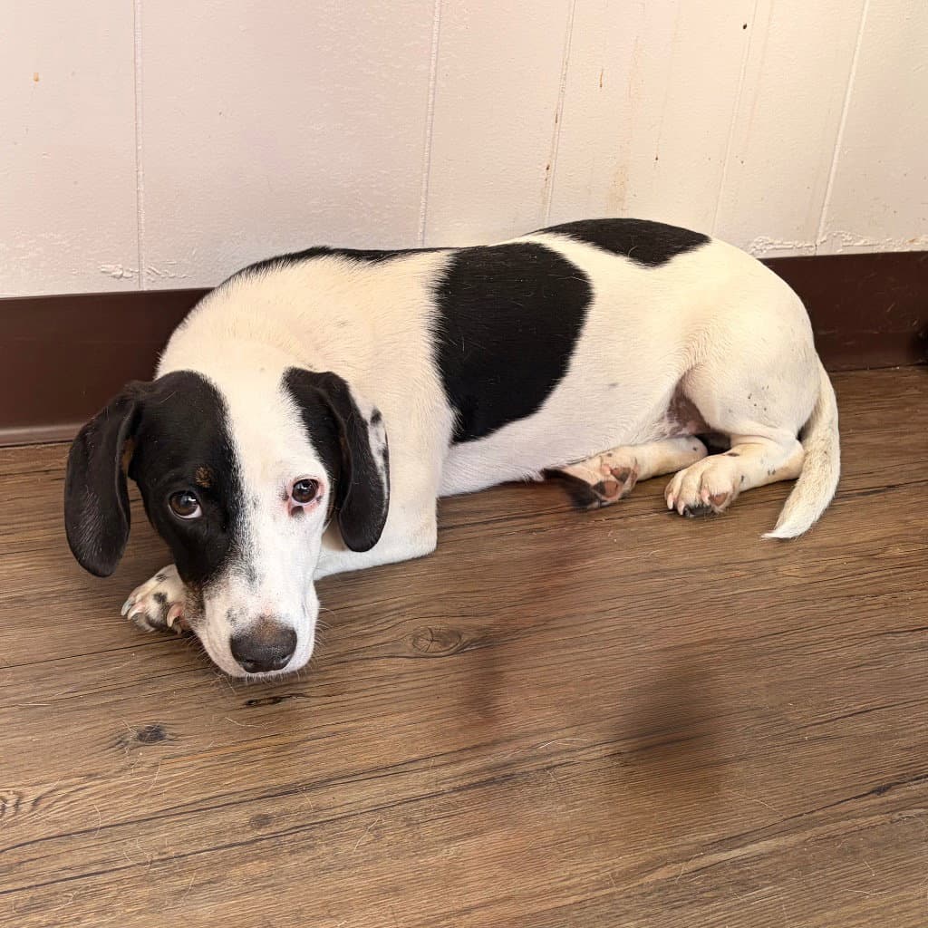 Brogan - Dachshund