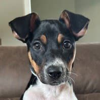 Lily - Australian Cattle Dog/Blue Heeler