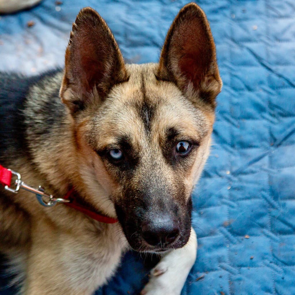 Locke - German Shepherd Dog
