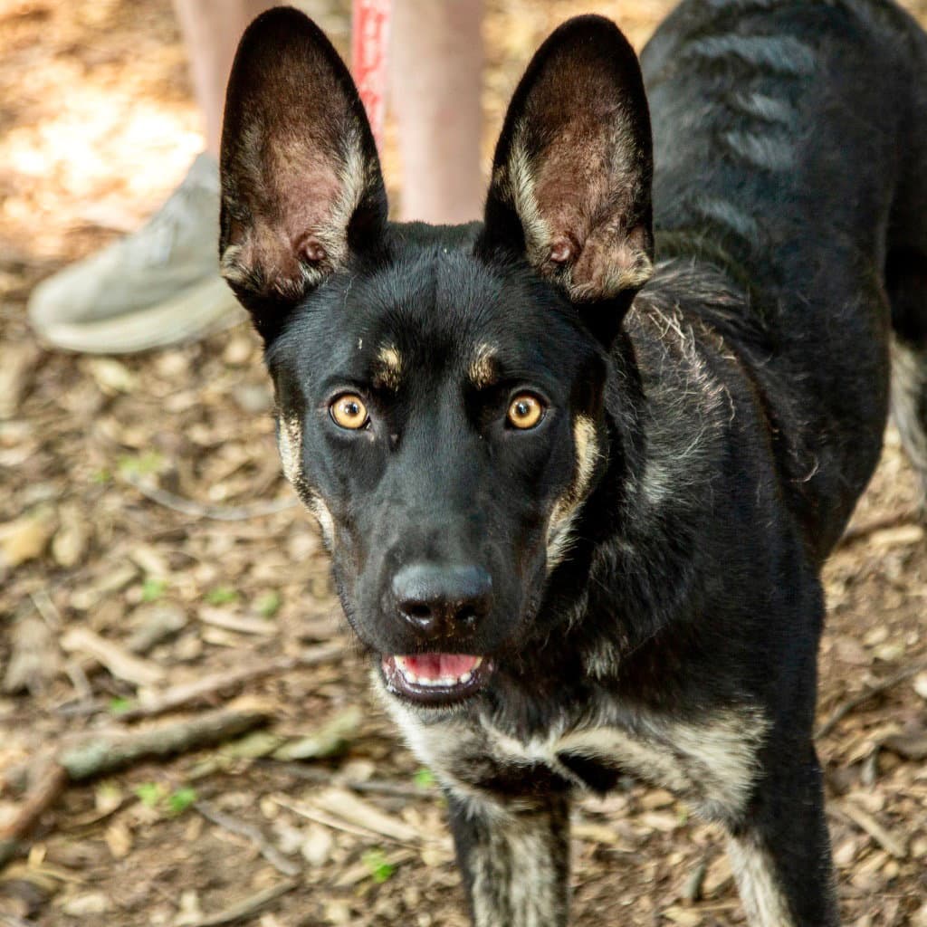 Mish Mish - Australian Kelpie
