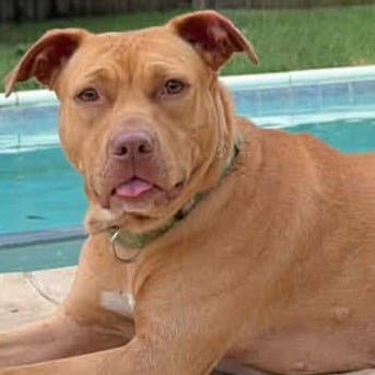 Nellie - Boxer