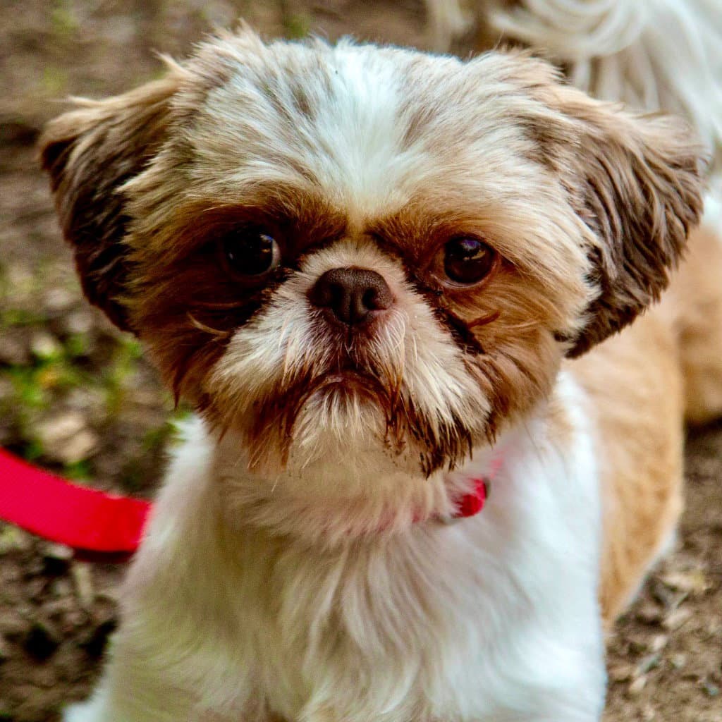 Nicko - Shih Tzu