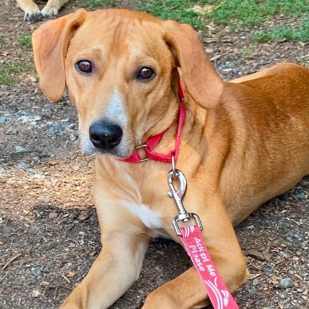 Tony - Plott Hound
