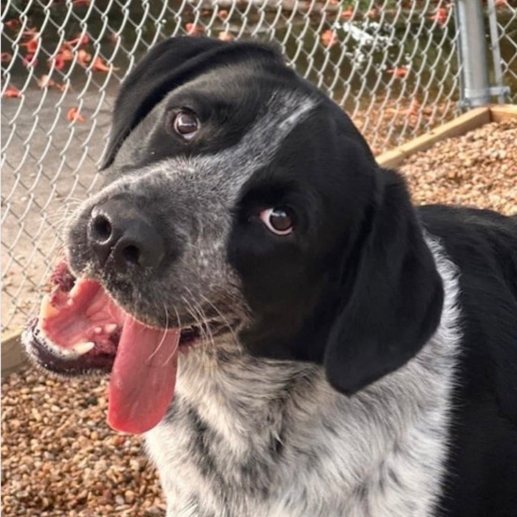 Tuxedo - German Shorthaired Pointer