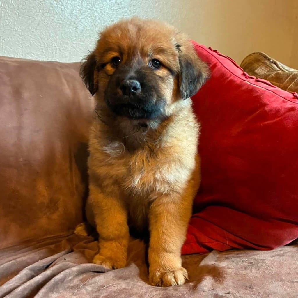 Brook - Labrador Retriever