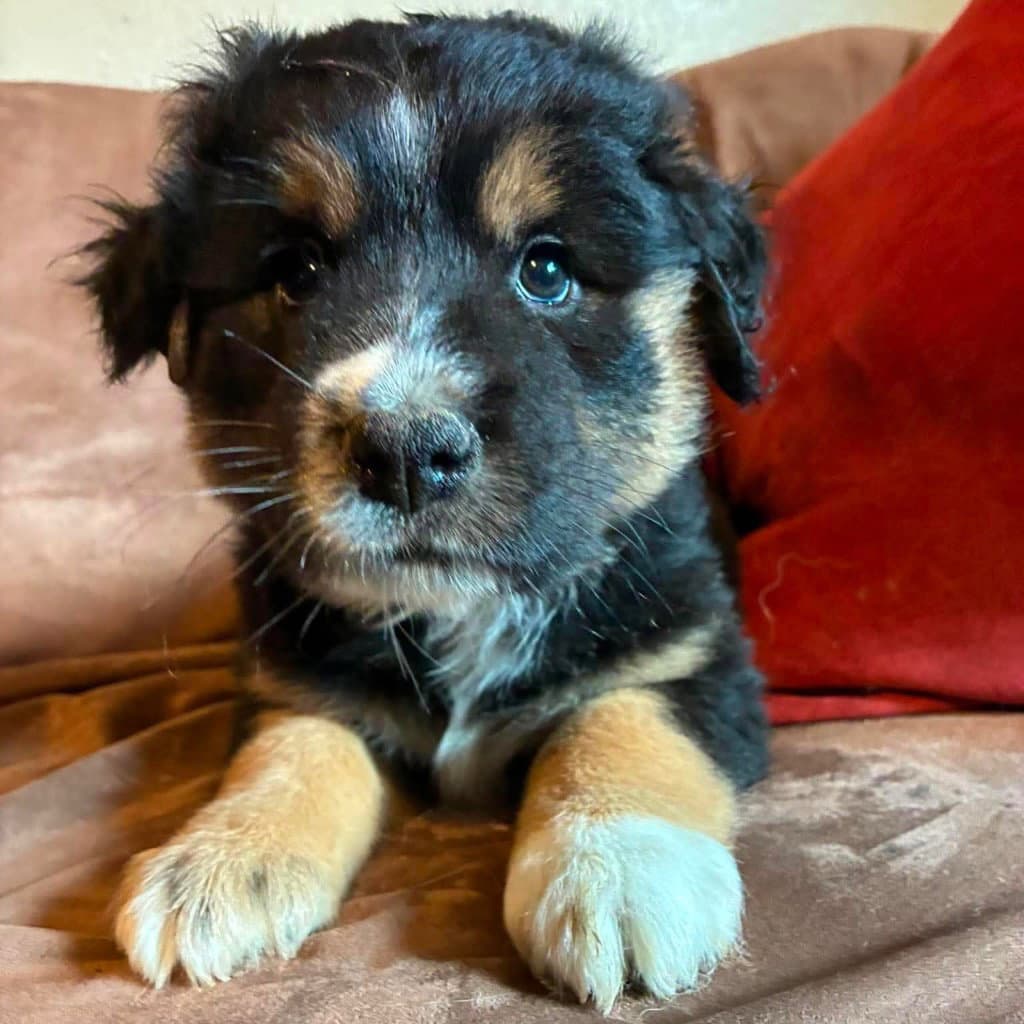 Delta - Labrador Retriever