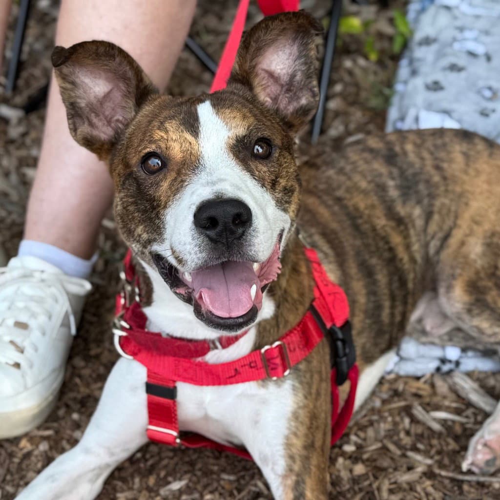 Kirby - Basenji