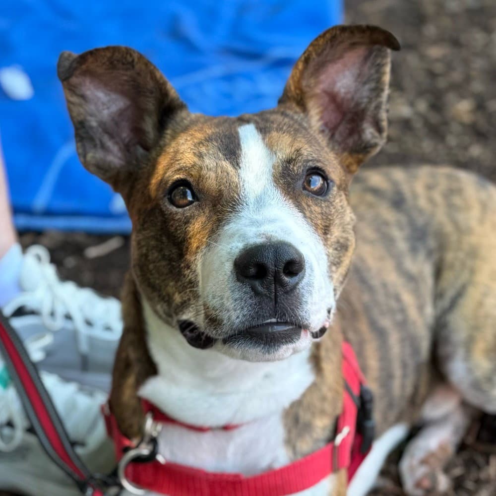 Kirby - Basenji
