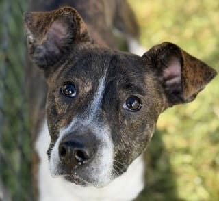 Sage - Terrier