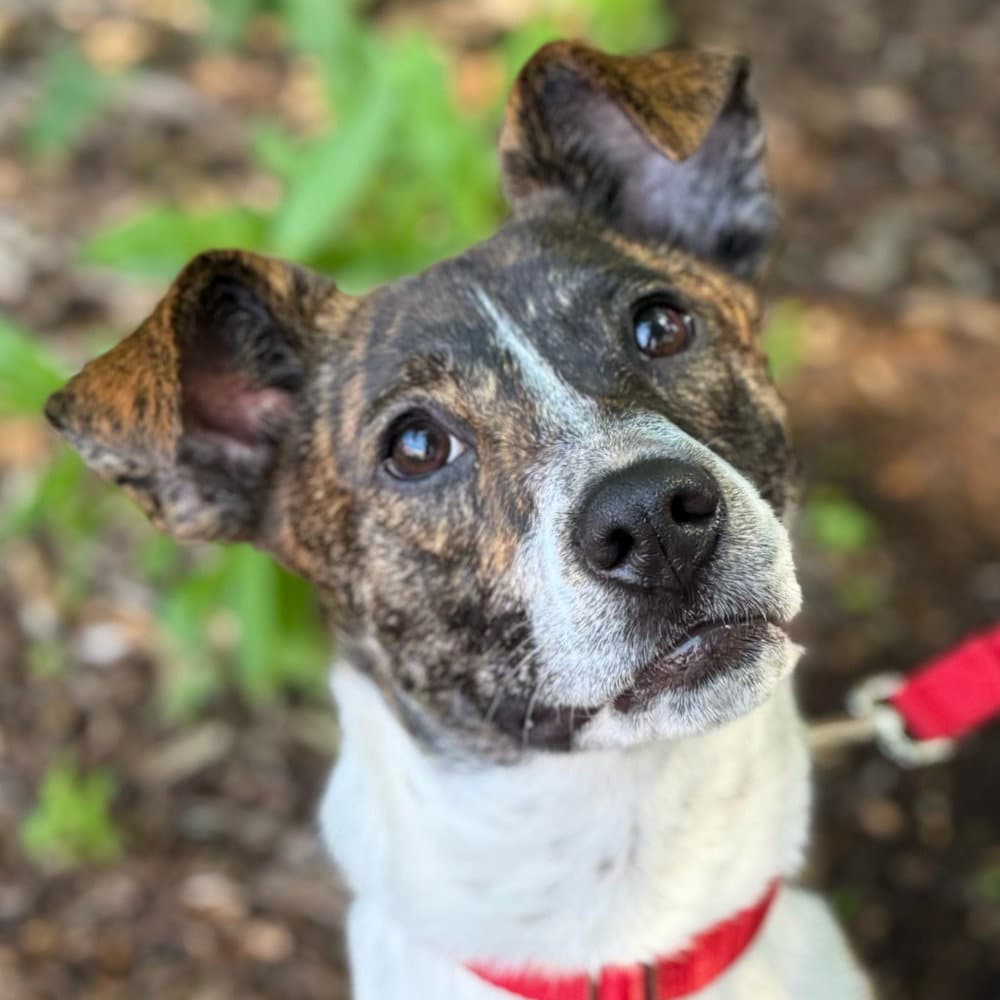 Sage - Terrier