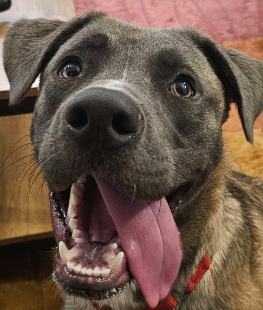 Thor - Labrador Retriever