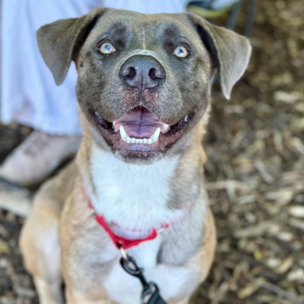 Thor - Labrador Retriever