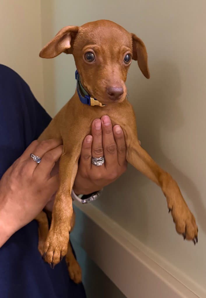 Cheeto - Chihuahua