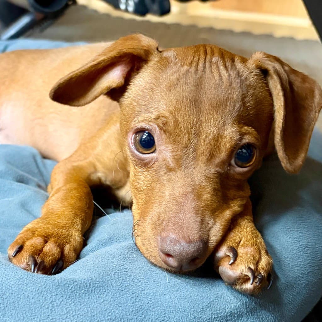 Cheeto - Chihuahua