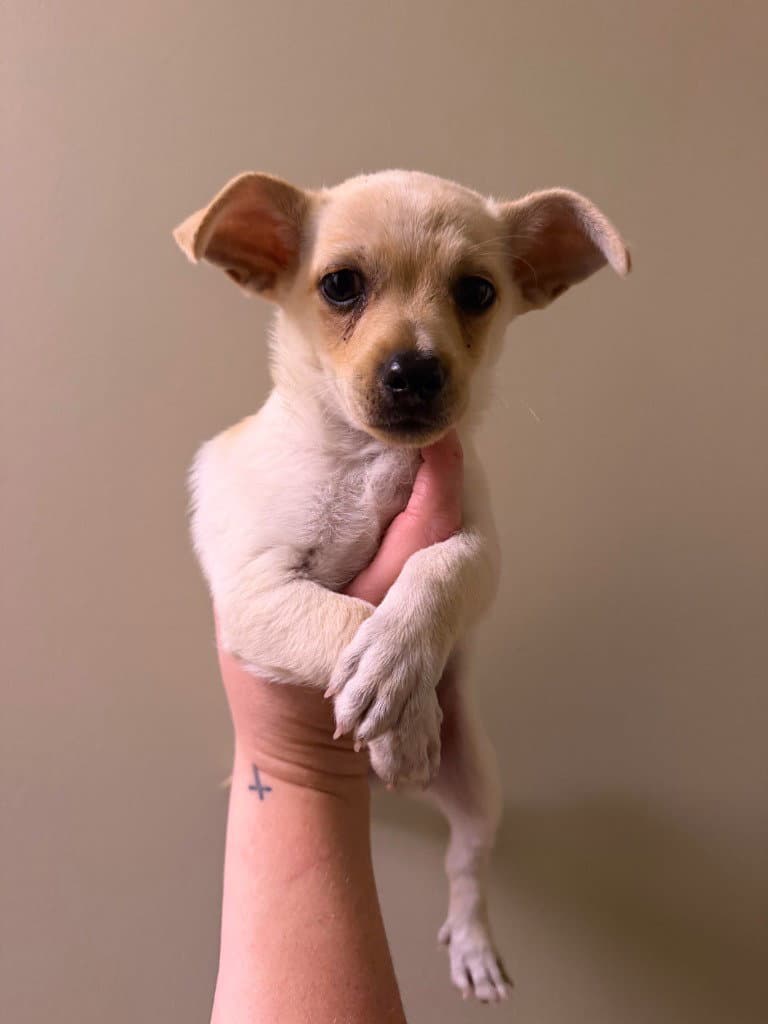 Dorito - Chihuahua