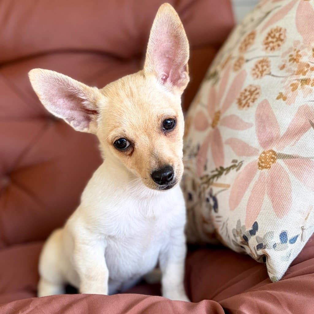 Dorito - Chihuahua