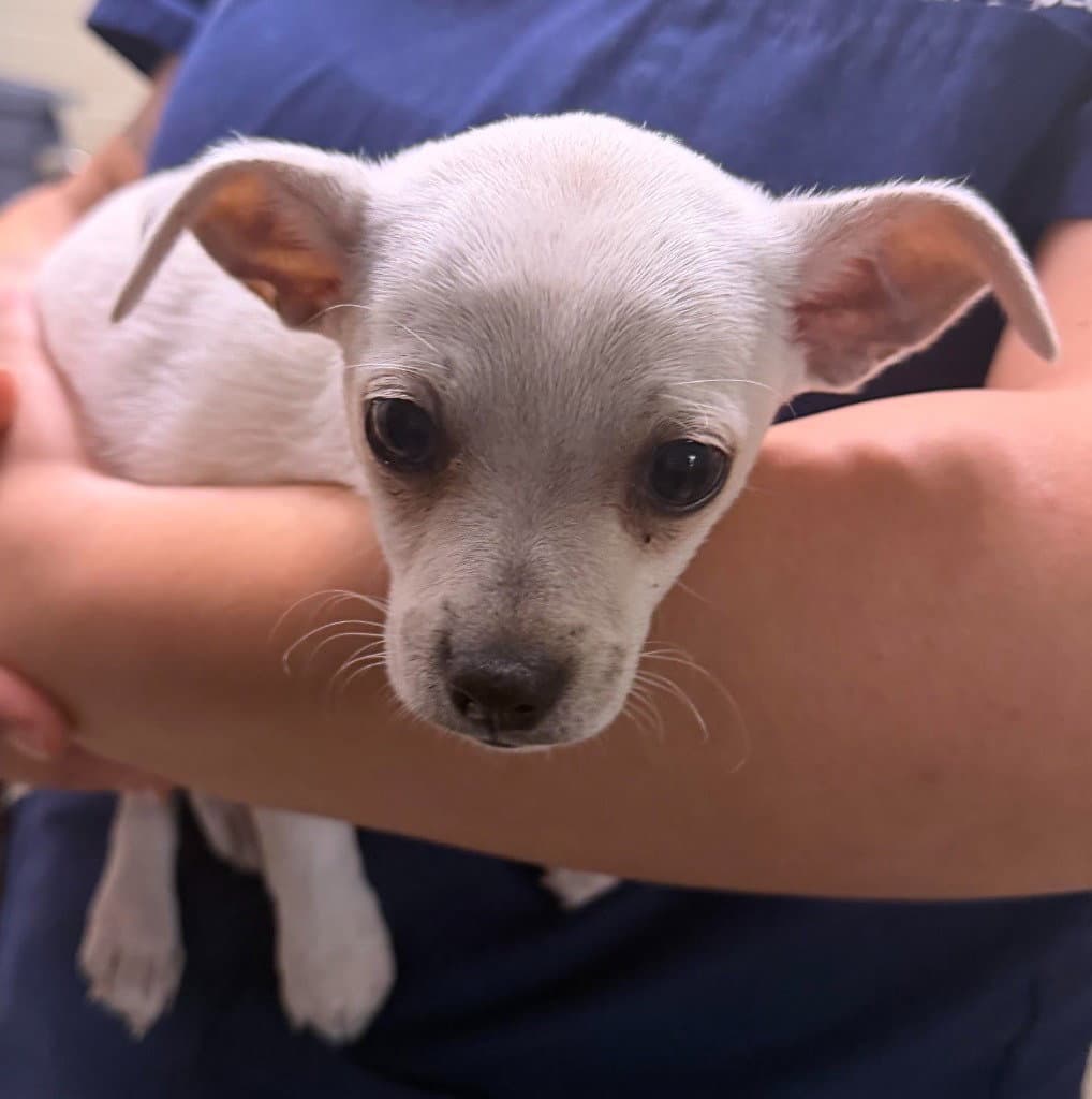 Frito - Chihuahua