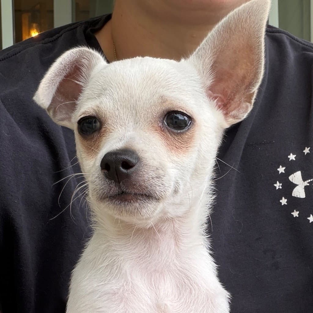 Frito - Chihuahua