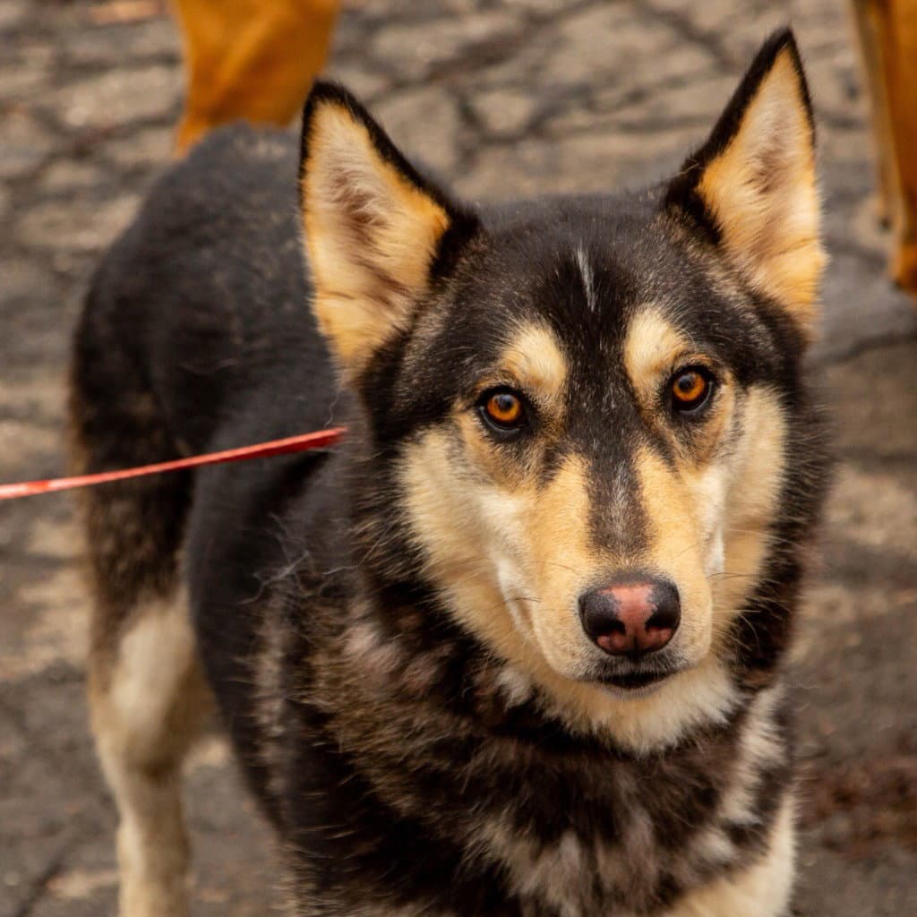 Pita - Husky