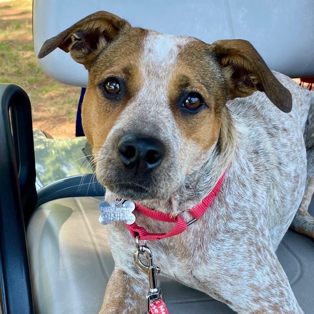 Grits - Australian Cattle Dog/Blue Heeler