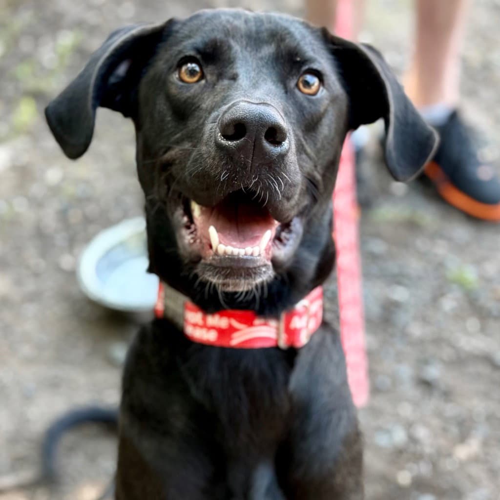 Cassius - Labrador Retriever