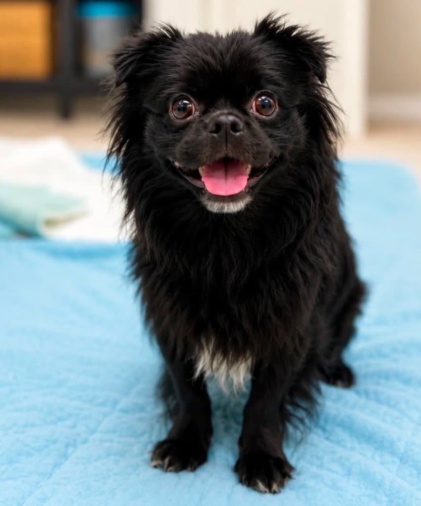 Happy Feet - Chihuahua