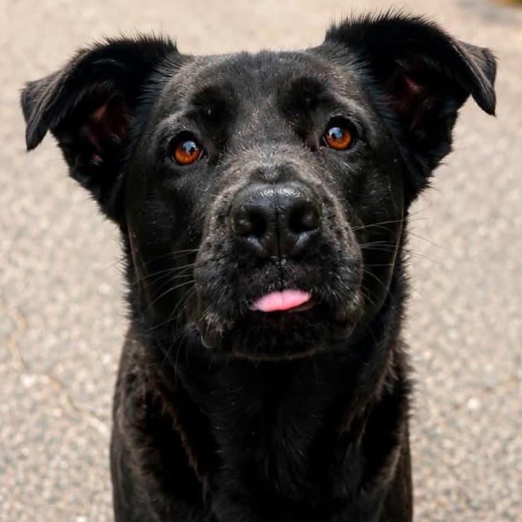 Melody - Retriever