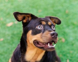 Onyx image 3