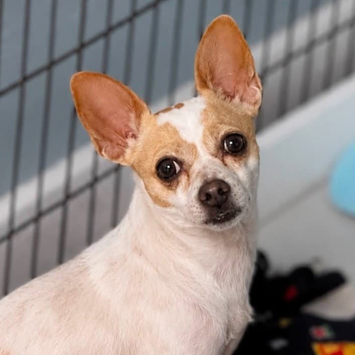 Shiloh - Chihuahua