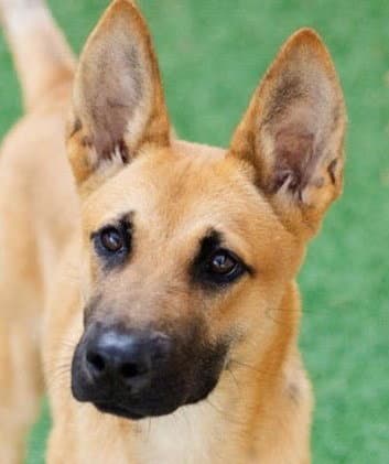 Trevor - German Shepherd Dog