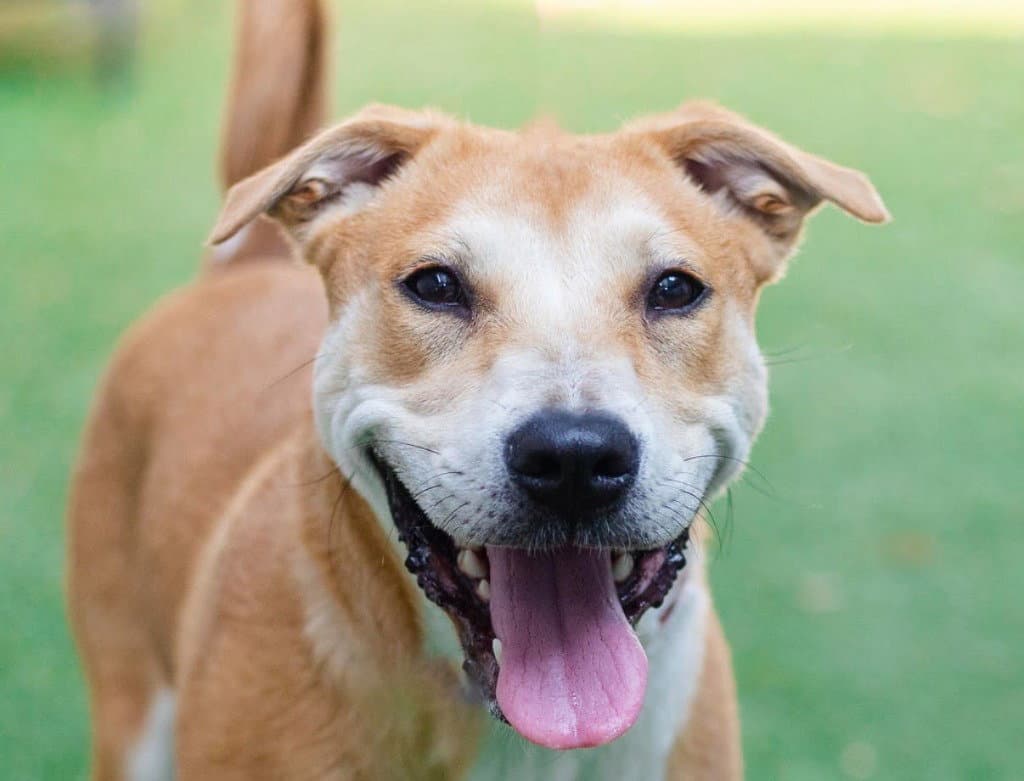 Wilson - Labrador Retriever