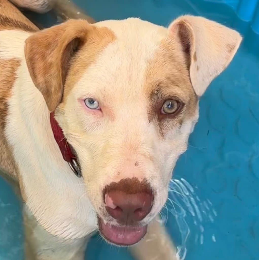 Bingo - Hound