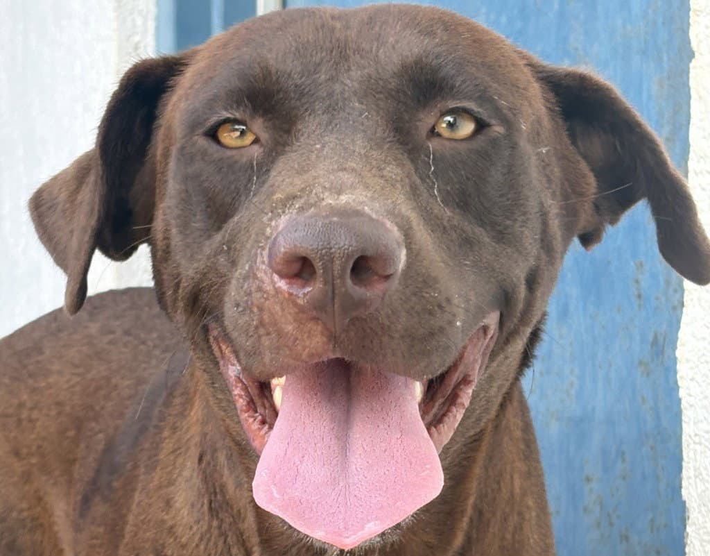 Canela - Labrador Retriever