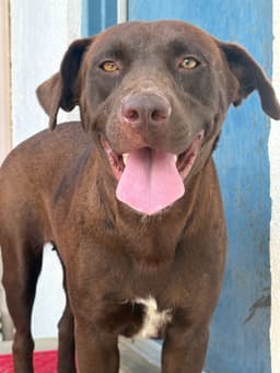 Canela image 2