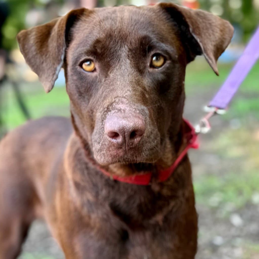 Canela - Labrador Retriever