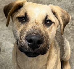 Pangolian Buddy image 1