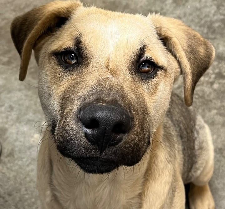 Pangolian Buddy - Terrier