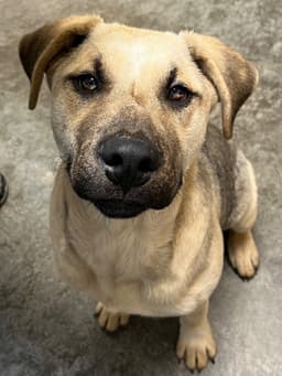Pangolian Buddy image 2