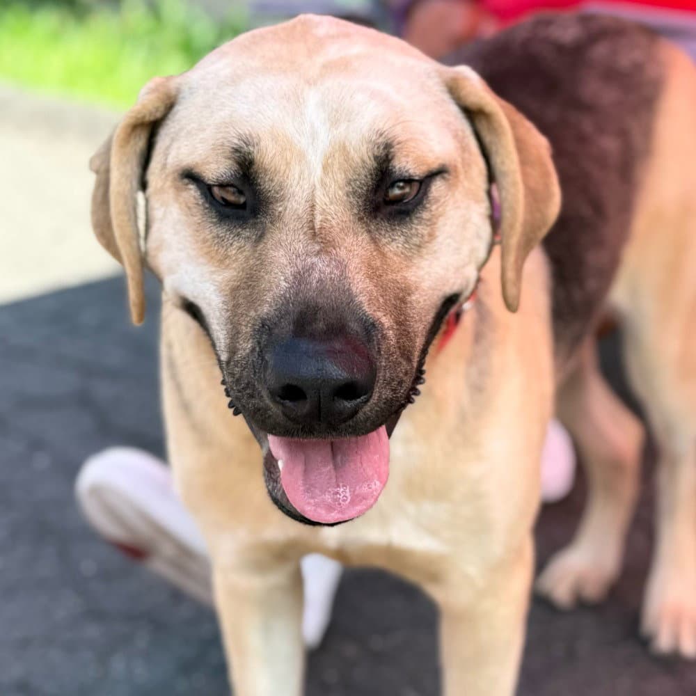 Pangolian Buddy - Anatolian Shepherd