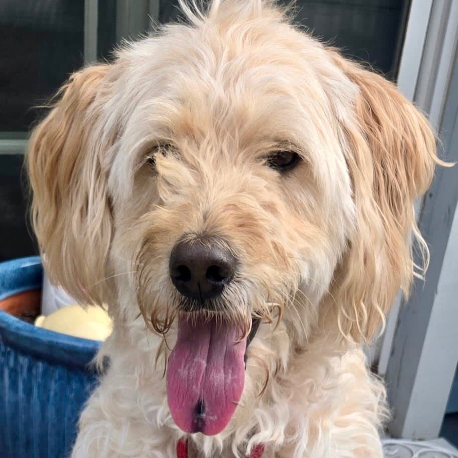 Hampton - Golden Retriever