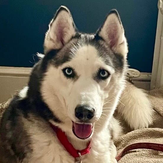 Emma - Siberian Husky