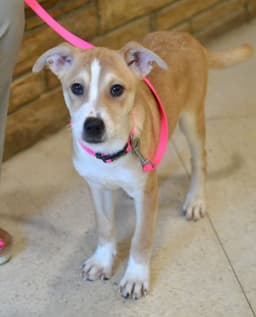 Pippa image 2