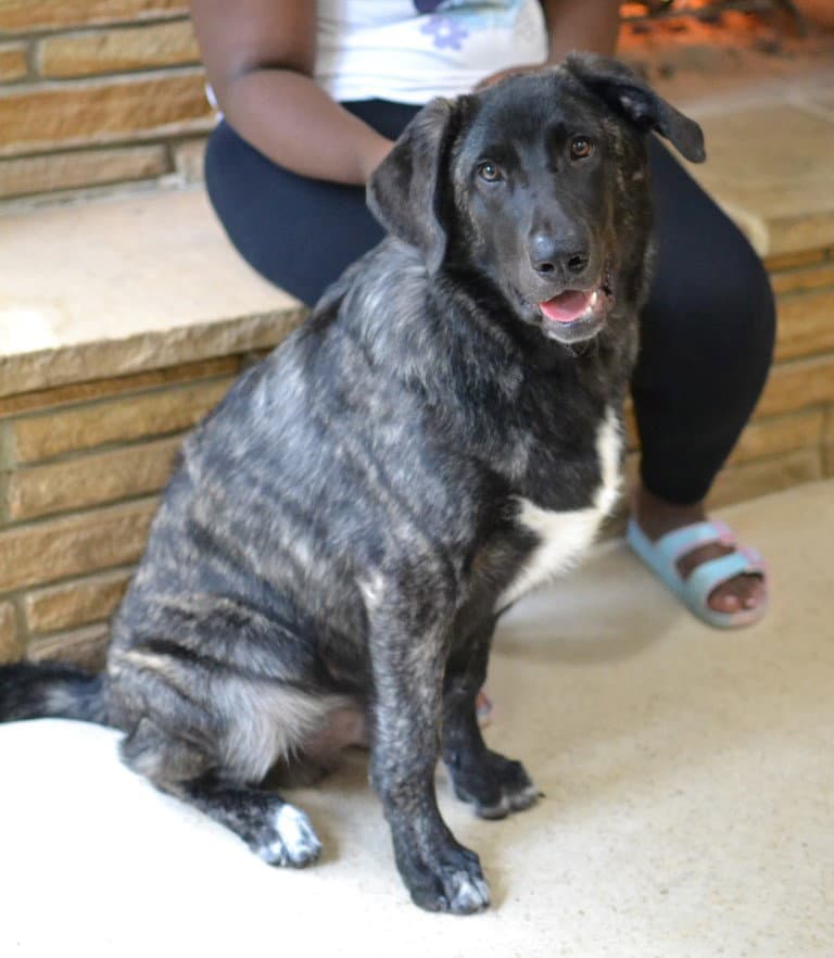 Smokey - Golden Retriever