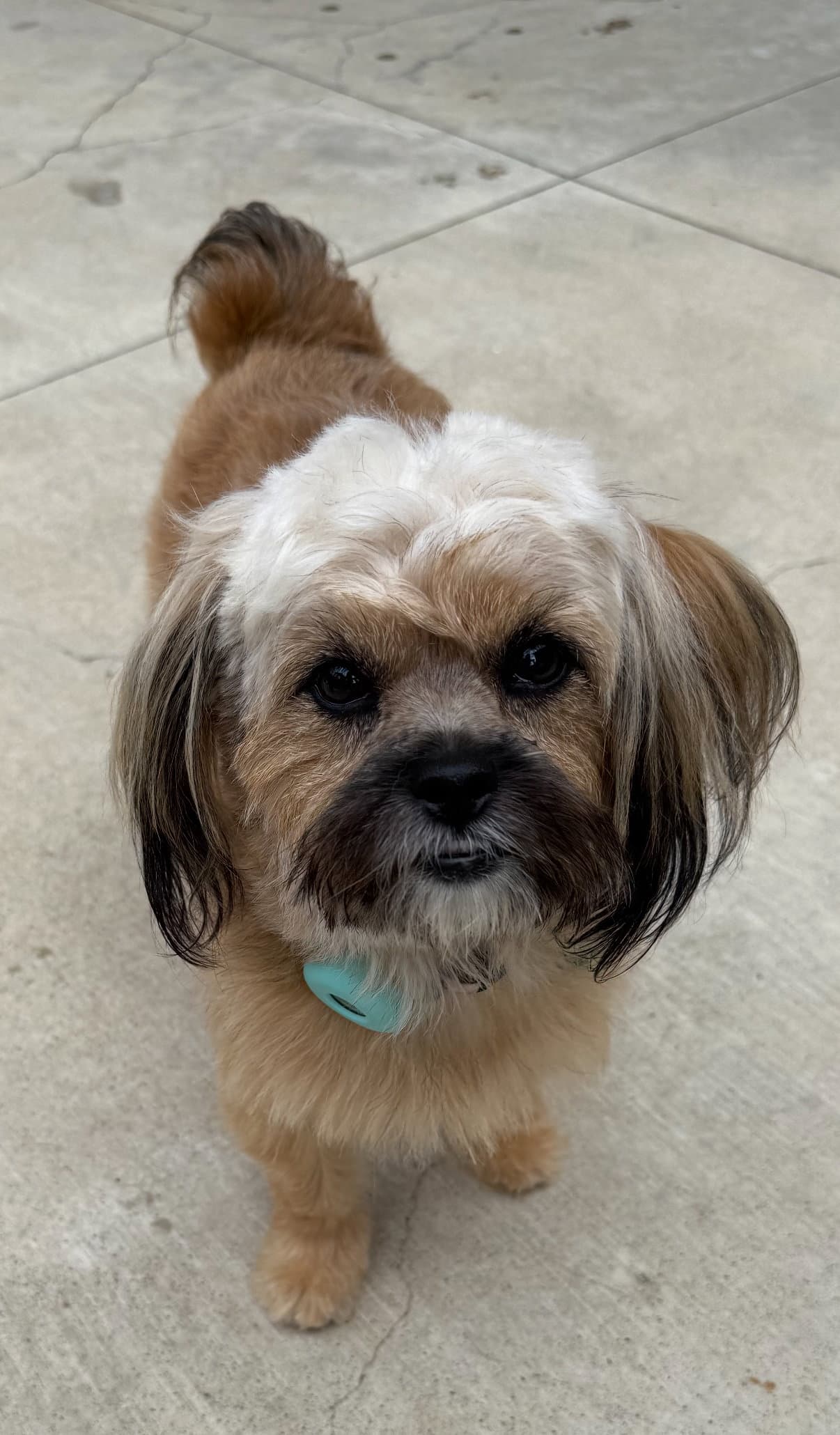 Zsa Zsa Gabor - Yorkshire Terrier Yorkie