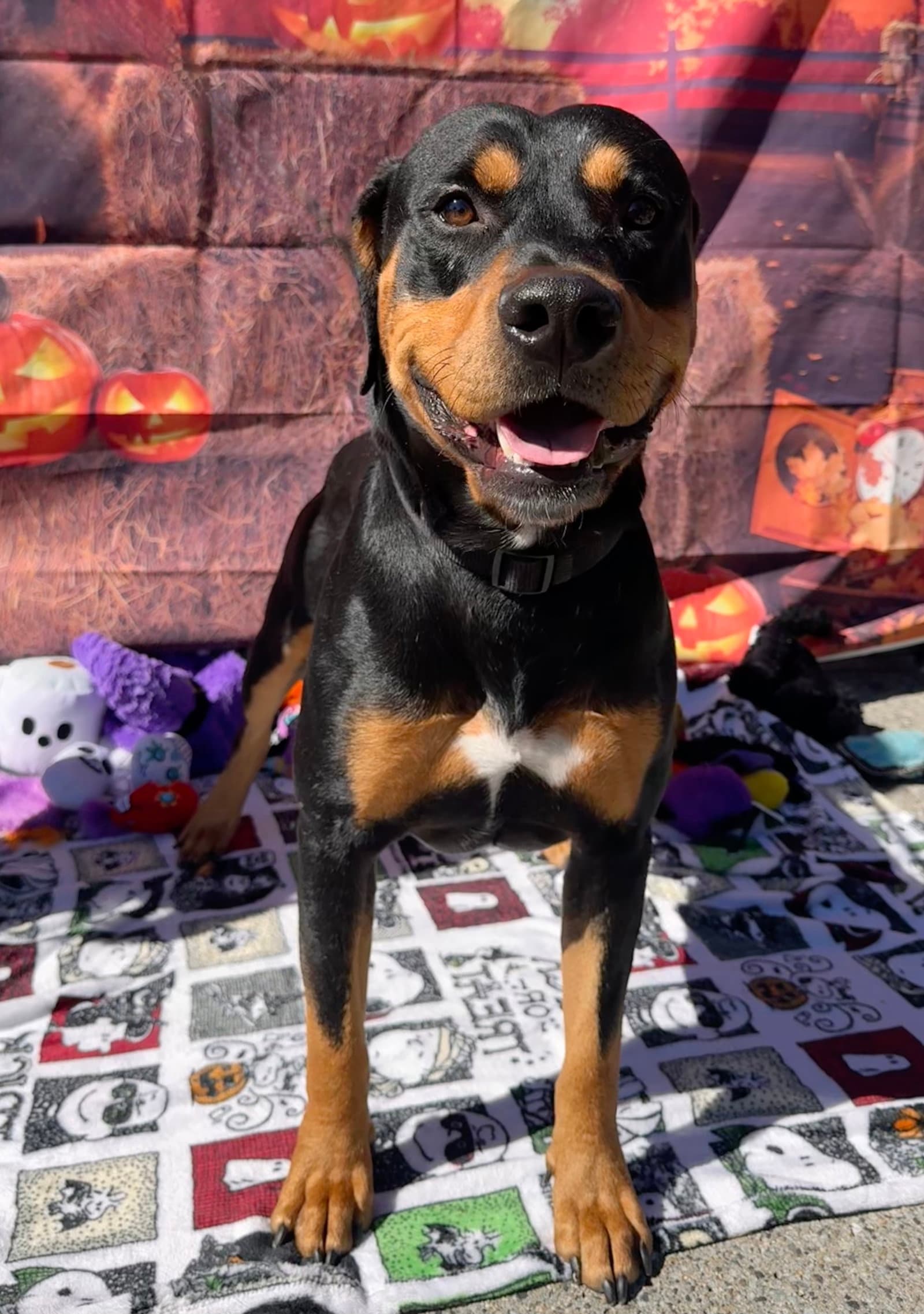 Chongers - Rottweiler