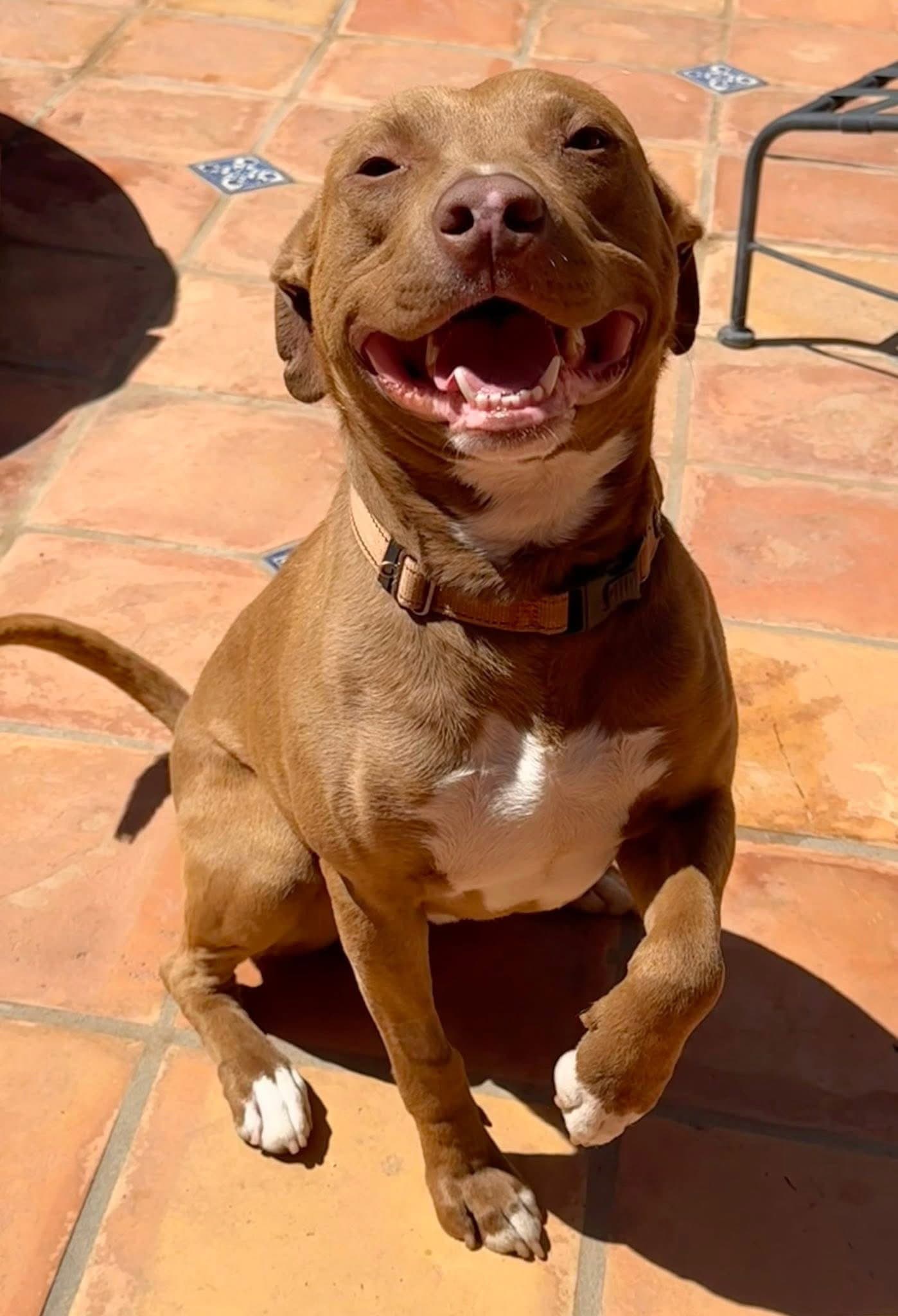 Woody - American Staffordshire Terrier