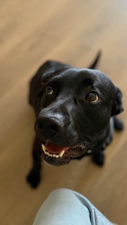 Ralphie image 1